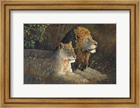 Lions Domain Fine Art Print