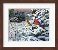 Winters Warm Glow Cardinals Fine Art Print