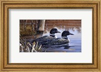 Beaver Pond Loons Fine Art Print