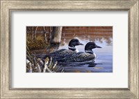 Beaver Pond Loons Fine Art Print