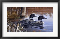 Beaver Pond Loons Fine Art Print