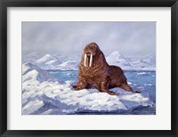 Walrus Fine Art Print