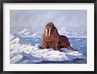 Walrus Fine Art Print