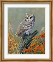 Bright Eyes Screech Owl Fine Art Print