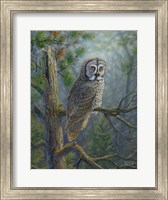Gray Dawn Owl Fine Art Print
