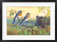 True Blue Bluebird Fine Art Print