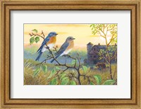 True Blue Bluebird Fine Art Print