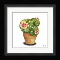 Cactus Flowers VII Framed Print