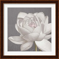 Vintage Lotus on Grey II Fine Art Print