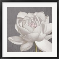 Vintage Lotus on Grey II Framed Print