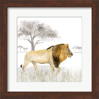 Serengeti Lion Square Fine Art Print