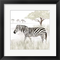 Serengeti Zebra Square Framed Print