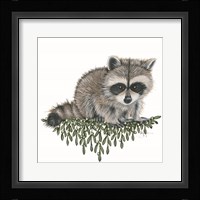 Baby Raccoon Fine Art Print