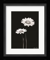 Pair of Daisies Fine Art Print