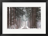 Pines in Winter Dress Fine Art Print