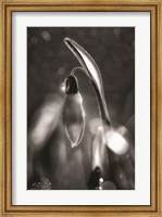 Snowdrops in Black & White Fine Art Print