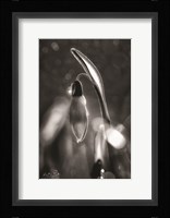 Snowdrops in Black & White Fine Art Print