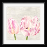 Classic Tulips I Framed Print
