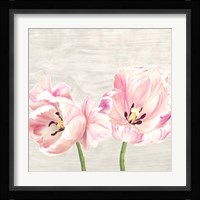 Classic Tulips II Fine Art Print
