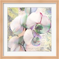 Kaleidoscope Orchid (detail) Fine Art Print