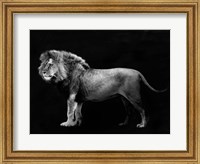Panthera Leo Fine Art Print