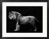 Panthera Leo Fine Art Print
