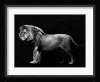 Panthera Leo Fine Art Print