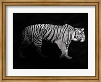 Panthera Tigris Fine Art Print