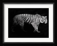 Panthera Tigris Fine Art Print