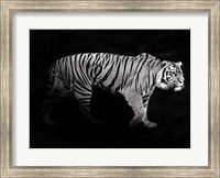 Panthera Tigris Fine Art Print