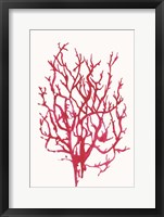 Red Reef Coral I Fine Art Print