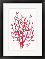 Red Reef Coral I Framed Print