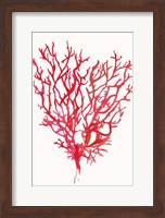 Red Reef Coral II Fine Art Print