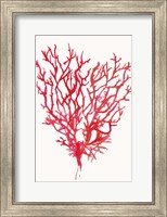 Red Reef Coral II Fine Art Print