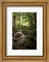 Lush Creek in Forest Fine Art Print