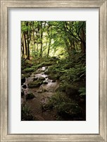 Lush Creek in Forest Fine Art Print