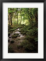 Lush Creek in Forest Framed Print