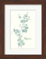 Eucalyptus Branch II Fine Art Print