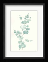 Eucalyptus Branch II Fine Art Print