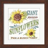 Sunflower Fields IV Fine Art Print