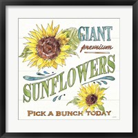 Sunflower Fields IV Fine Art Print