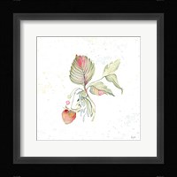 Botticelli Plants V Framed Print