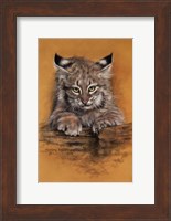 Bobcat Fine Art Print