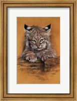 Bobcat Fine Art Print