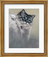 Sapphires and Whiskers Fine Art Print