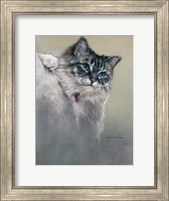 Sapphires and Whiskers Fine Art Print