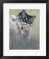 Sapphires and Whiskers Fine Art Print