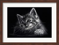 Kitten Fine Art Print