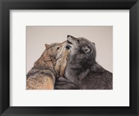 Three Wolves Fine Art Print