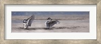 Dance of the Swans Fine Art Print